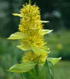 Gentiana lutea