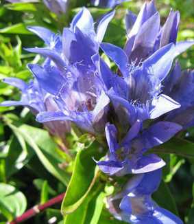 Gentiana septemfida
