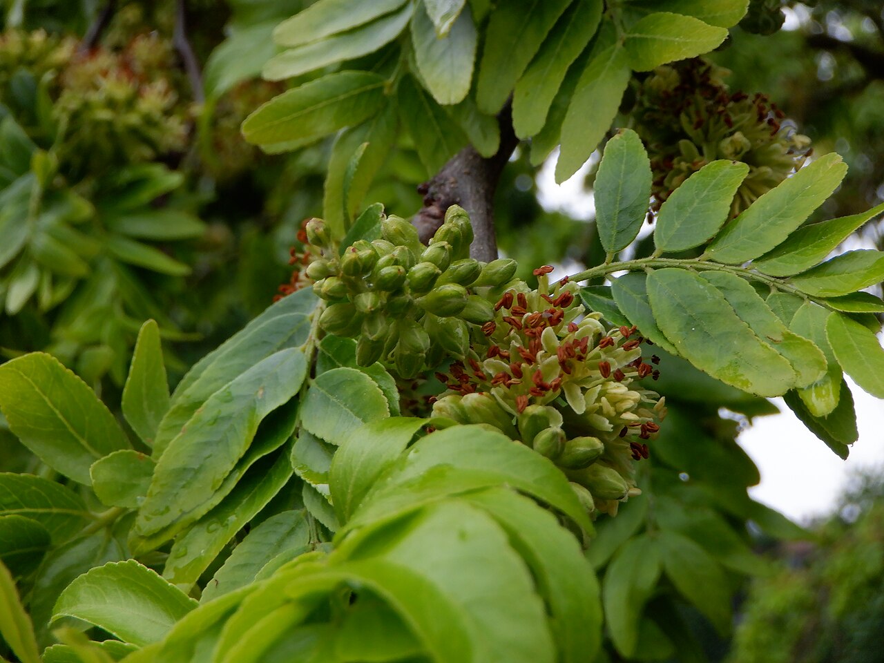 Gleditsia triacanthos