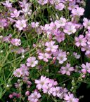 Gypsophila repens 'Filou Rosea'