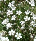 Gypsophila repens 'Filou White'