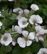 Gypsophilla cerastioides