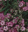 Gypsophilla repens 'Rosea'