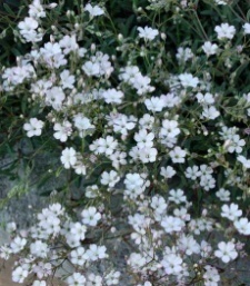 Gypsophilla repens