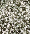 Gypsophilla x paniculata 'Festival White'