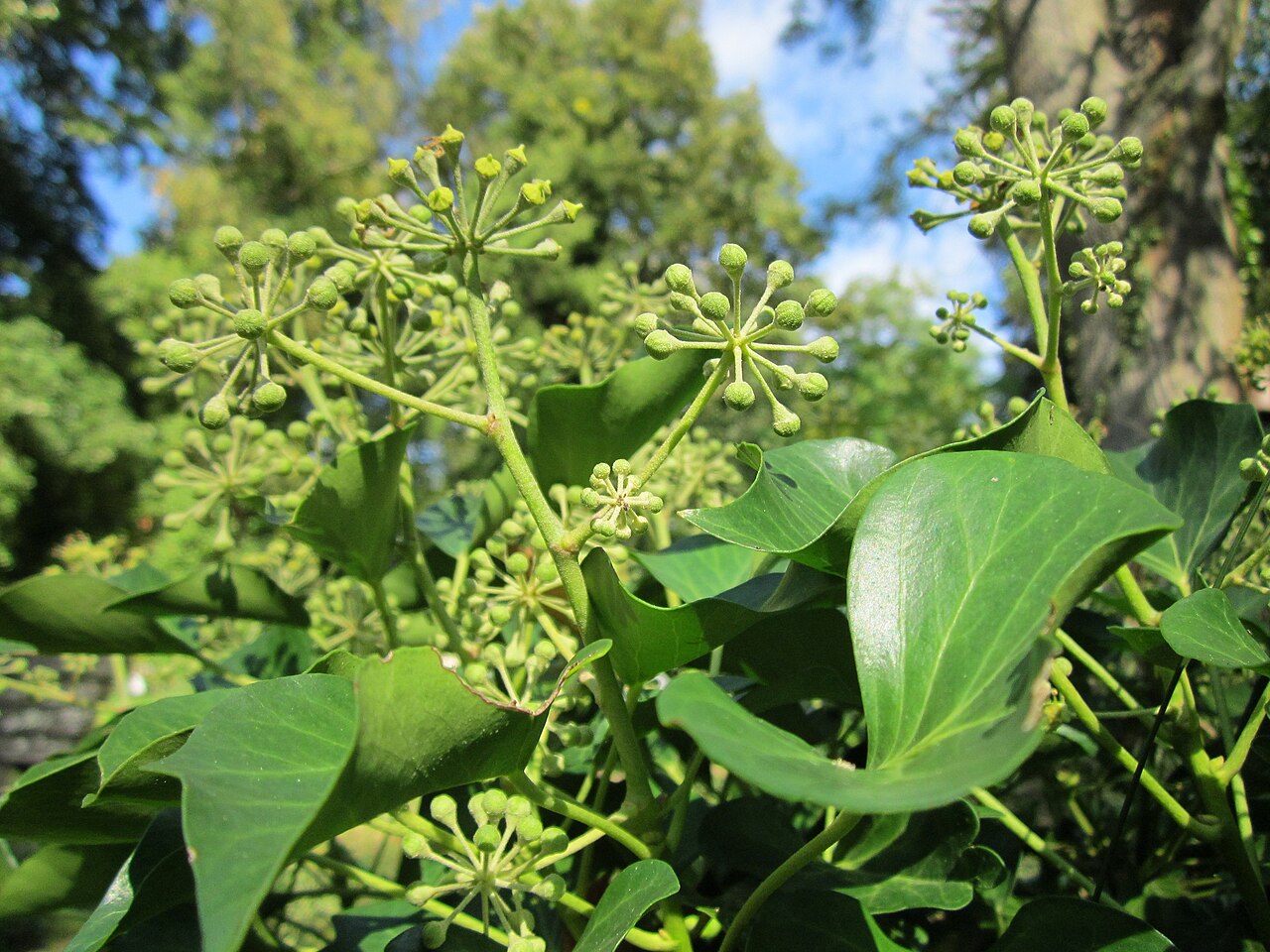 Hedera helix