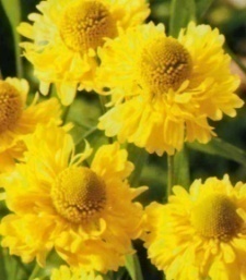 Helenium autumnale 'Limero'
