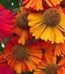 Helenium