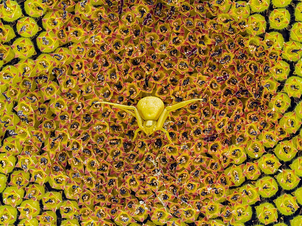 Helianthus annuus