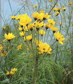 Helianthus salicifolius