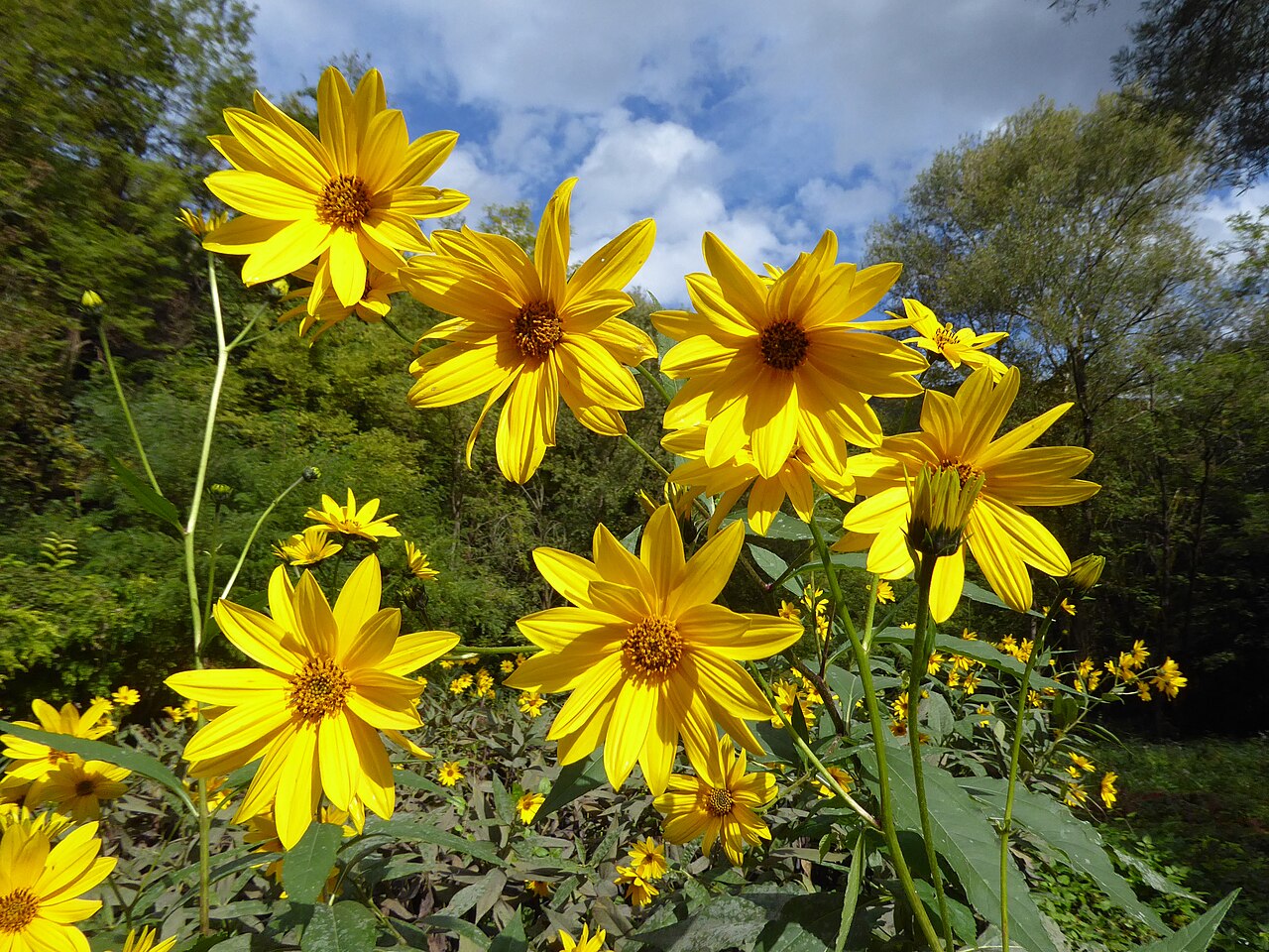 Helianthus tuberosus