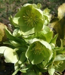 Helleborus argutifolius (lividus ssp. corsicus)