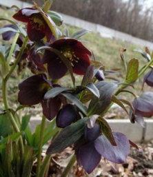 Helleborus atrorubens