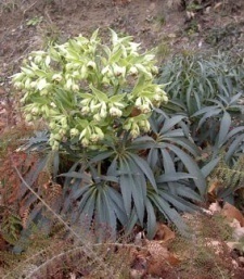 Helleborus foetidus