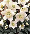 Helleborus niger 'Tardiva'