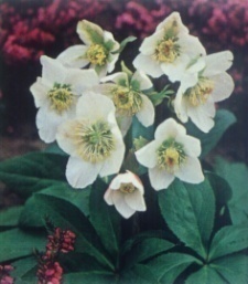 Helleborus niger