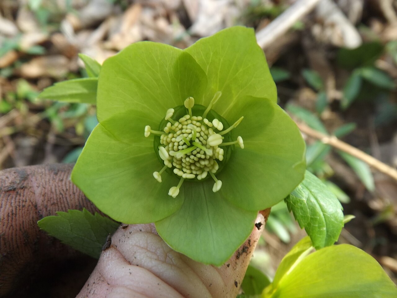 Helleborus odorus