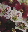 Helleborus orientalis hy.