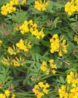 Hippocrepis comosa