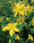 Hypericum perforatum