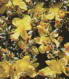 Hypericum polyphyllum