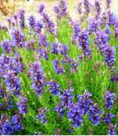 Hyssopus officinalis ssp. aristatus