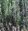 Hyssopus officinalis
