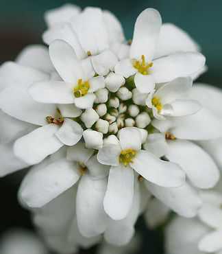 Iberis sempervirens 'Grandiflora'