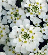 Iberis sempervirens 'Scheeflocke'