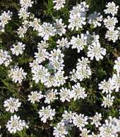 Iberis sempervirens 'Weisser Zwerg'