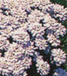 Iberis sempervirens