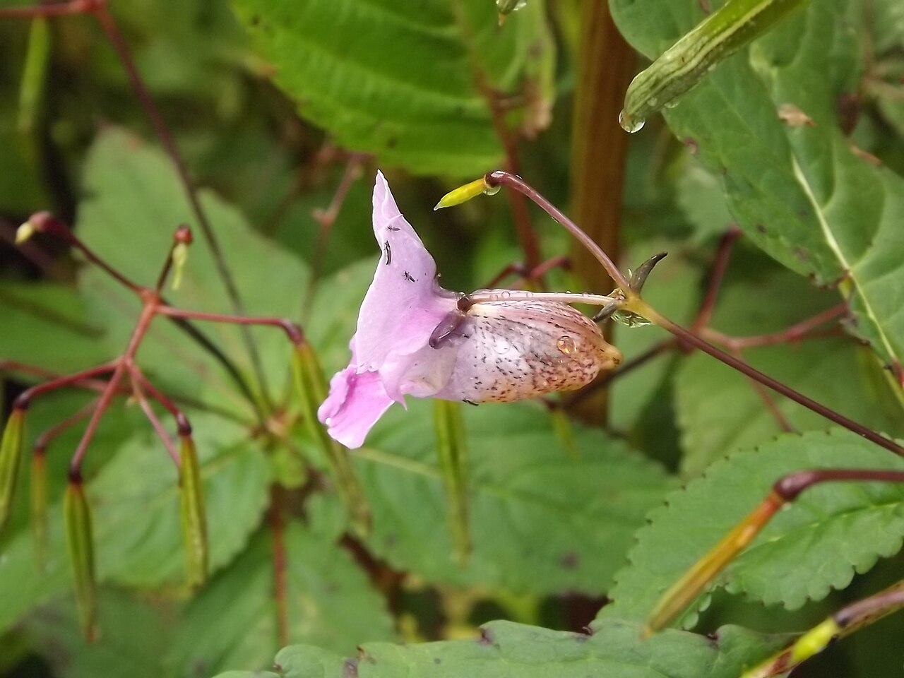 Impatiens glandulifera