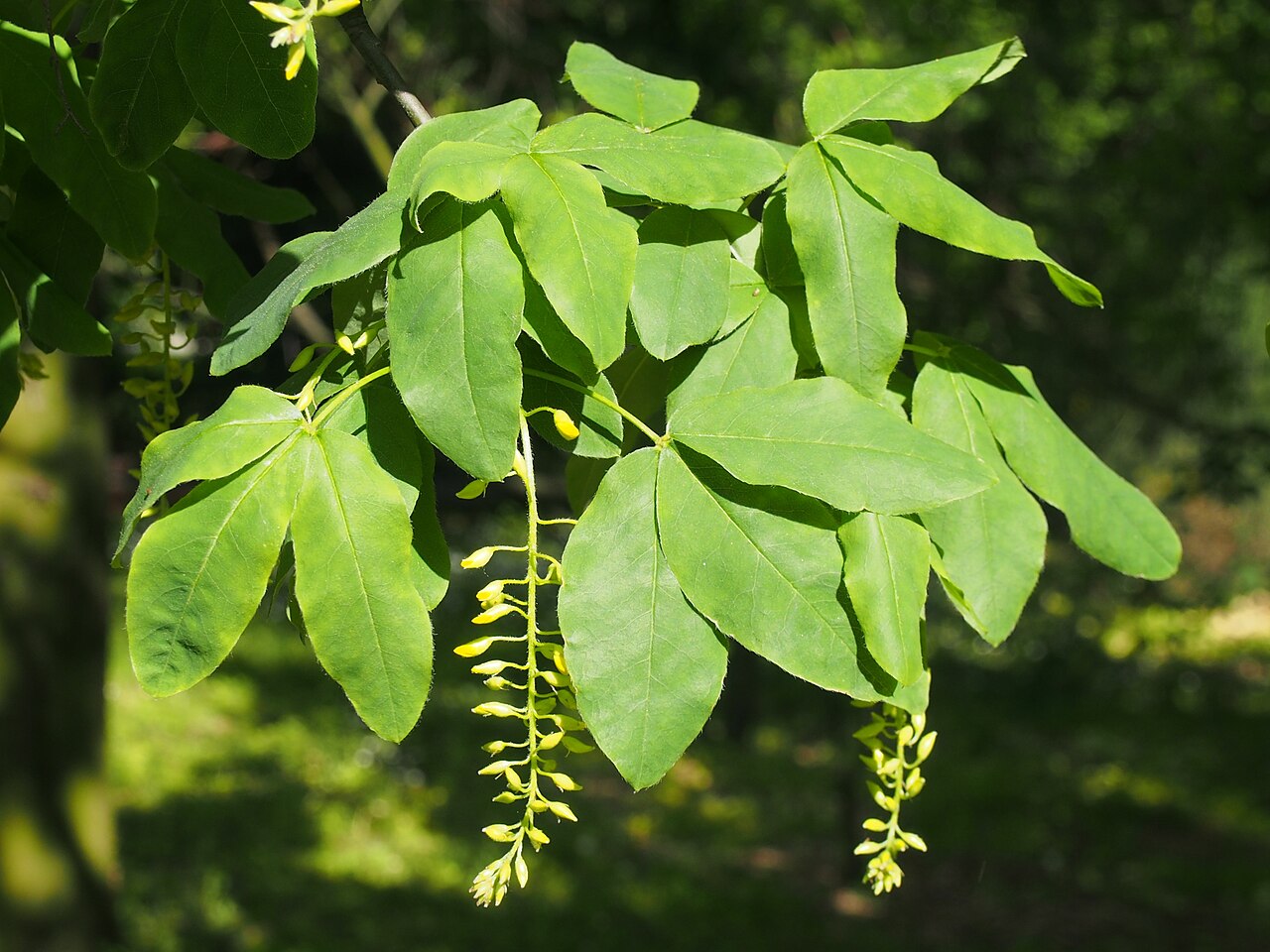 Laburnum alpinum