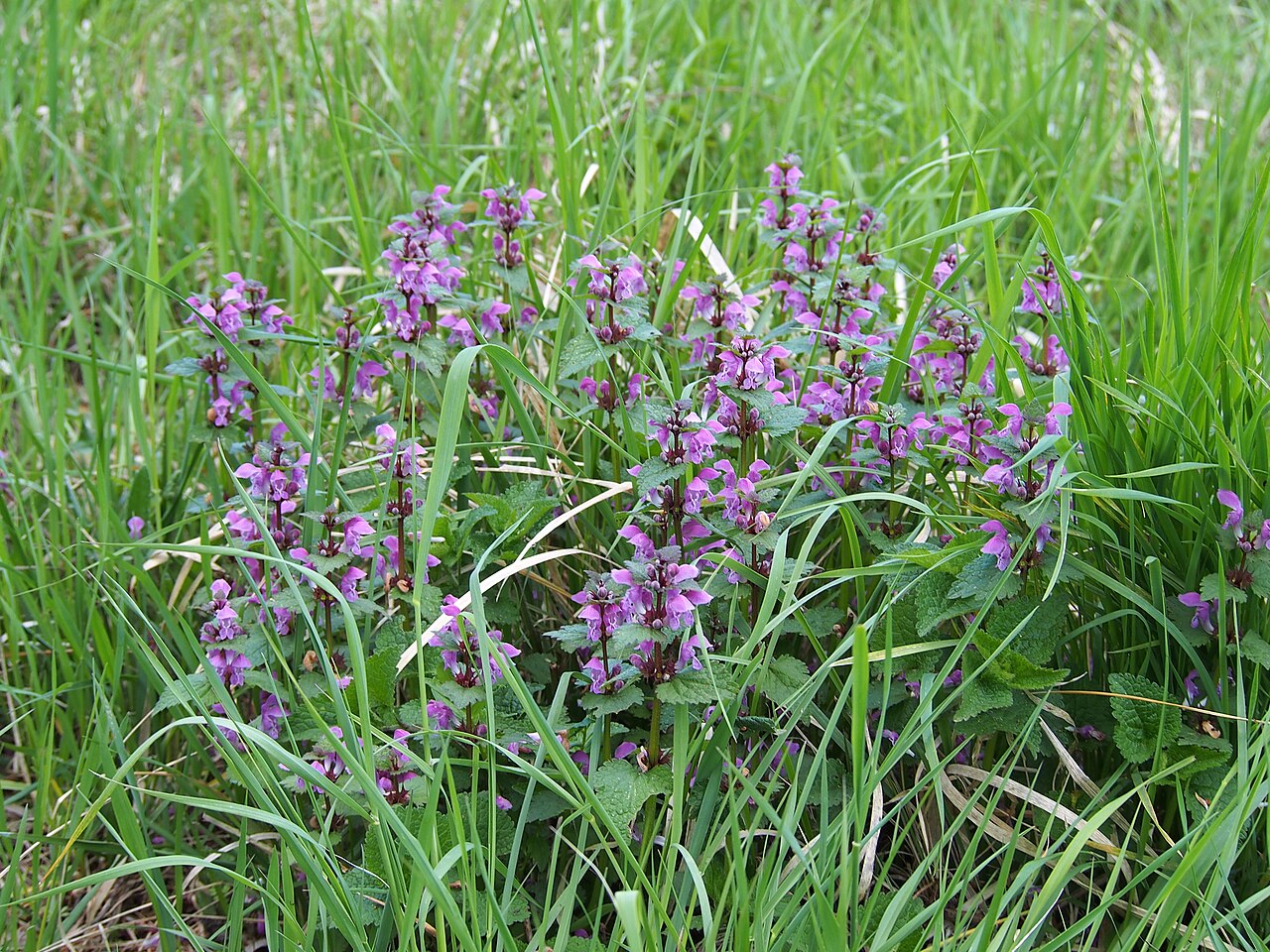 Lamium maculatum