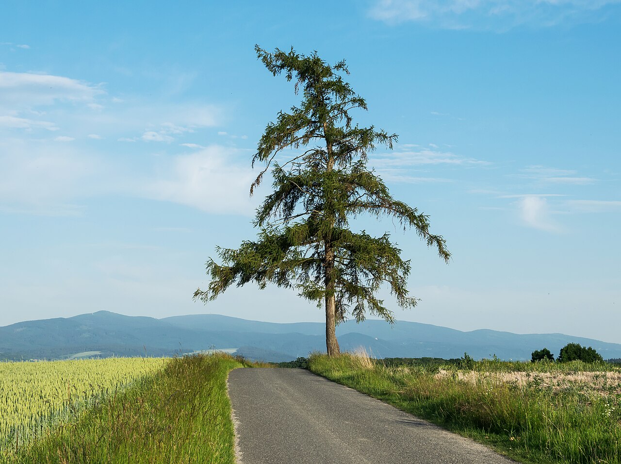 Larix decidua