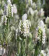Lavandula angustifolia 'Alba'