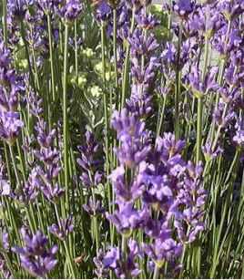 Lavandula angustifolia 'Blu Dwarf'