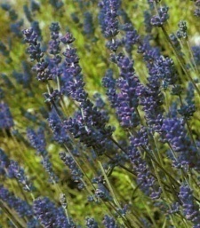 Lavandula angustifolia 'Blue River'