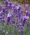 Lavandula angustifolia 'Hidcote Blue Strain'