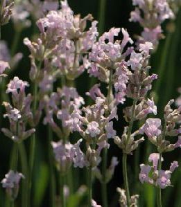 Lavandula angustifolia 'Rosea'