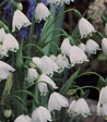 Leucojum aestivum