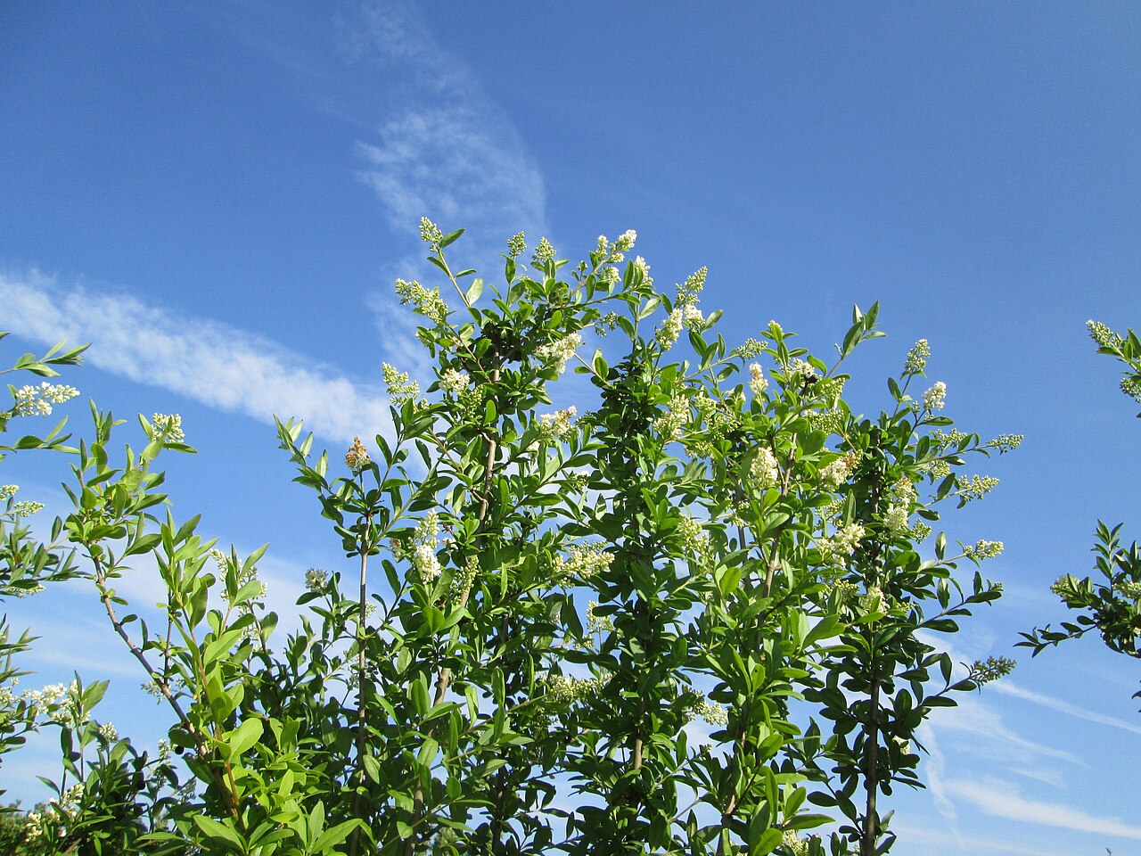 Ligustrum vulgare