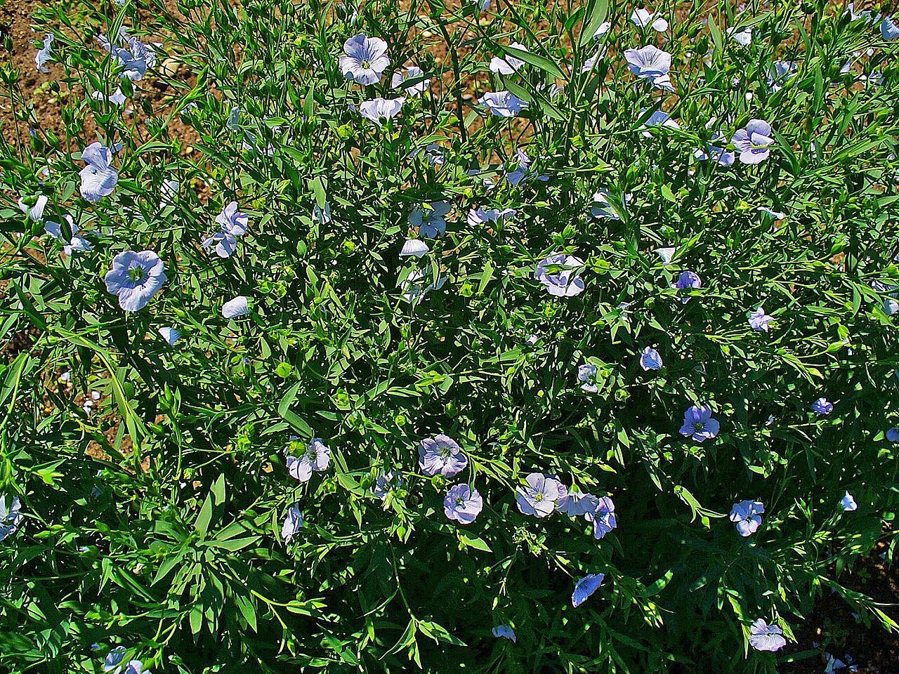 Linum usitatissimum