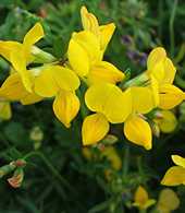 Lotus corniculatus
