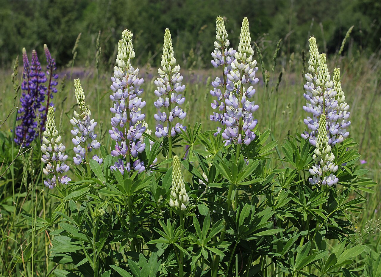 Lupinus polyphyllus