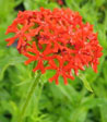 Lychnis chalcedonica