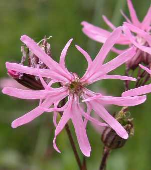 Lychnis flos-cuculi 'Nana'