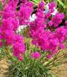 Lychnis viscaria 'Plena'