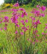 Lychnis viscaria splendens