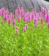 Lythrum salicaria 'Robert'